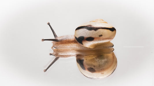 π K-Beauty Ingredient Spotlight: The Power of Snail Mucin π