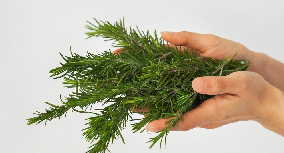 Vitalizing Rosemary Concentrated Essence